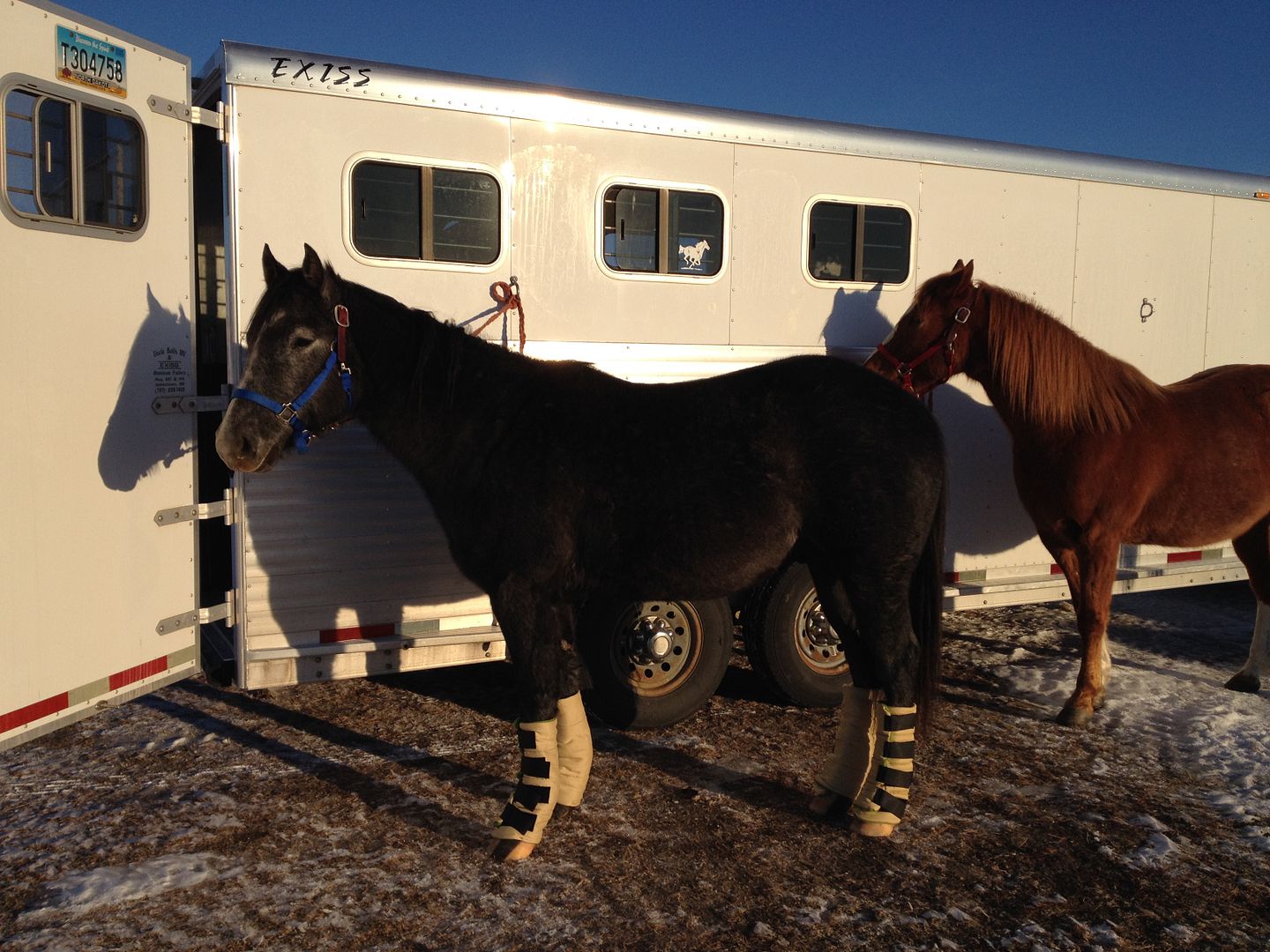 Standing Wraps for Trailering? The Horse Forum